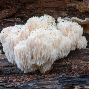 La Melena de León, también conocida como Hericium erinaceus, es un hongo medicinal que ha sido utilizado en la medicina tradicional china durante siglos. Este hongo, que tiene forma de melena de león, tiene una serie de beneficios para la salud que la hacen digna de ser incluida en tu dieta diaria. A continuación, te presento algunos de los beneficios más destacados de la Melena de León: