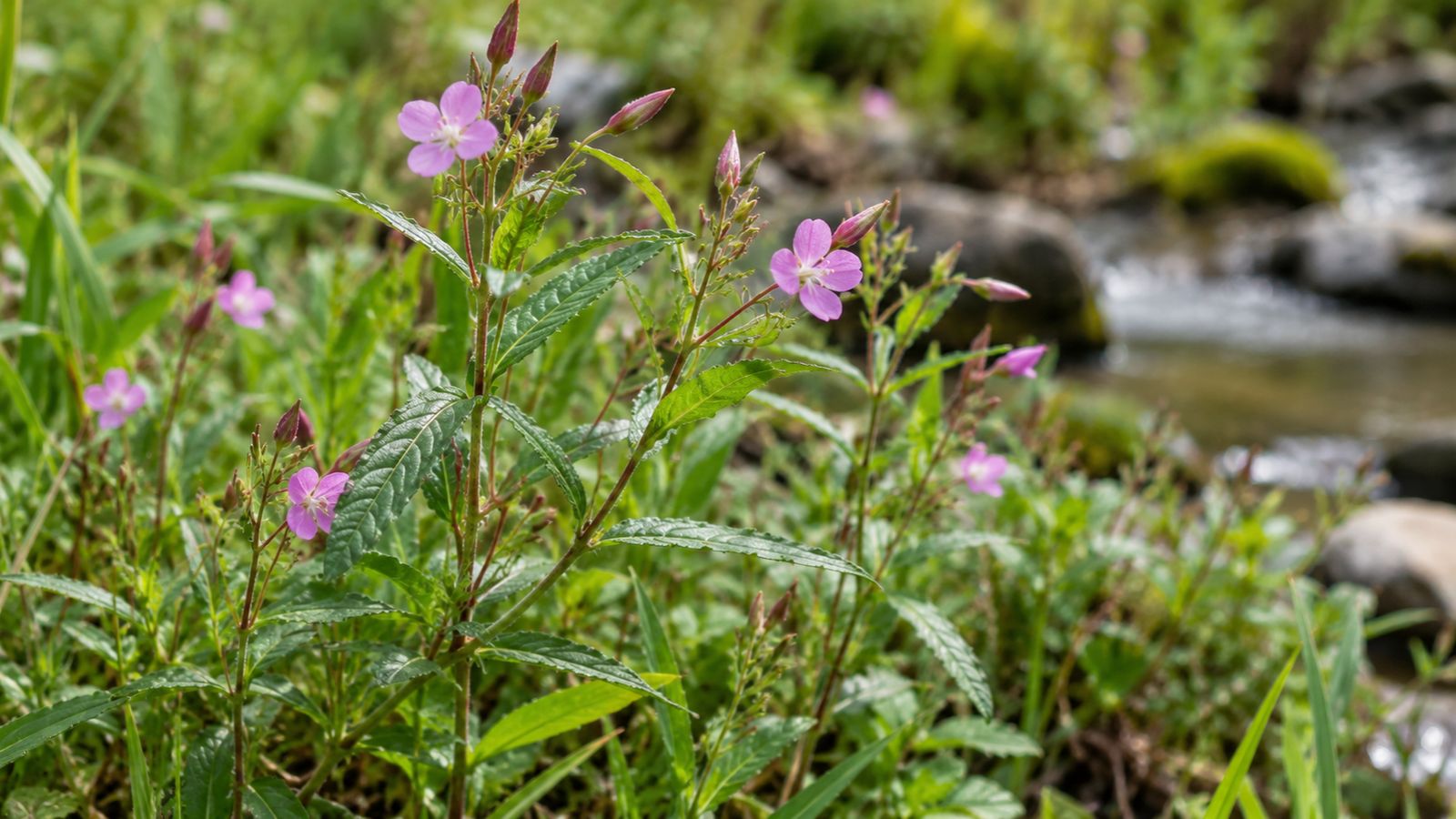 También llamado epilobio de flor pequeña o hierba de San Antonio, es una planta utilizada tradicionalmente en fitoterapia y especialmente conocida por su relación histórica con el bienestar urinario masculino.